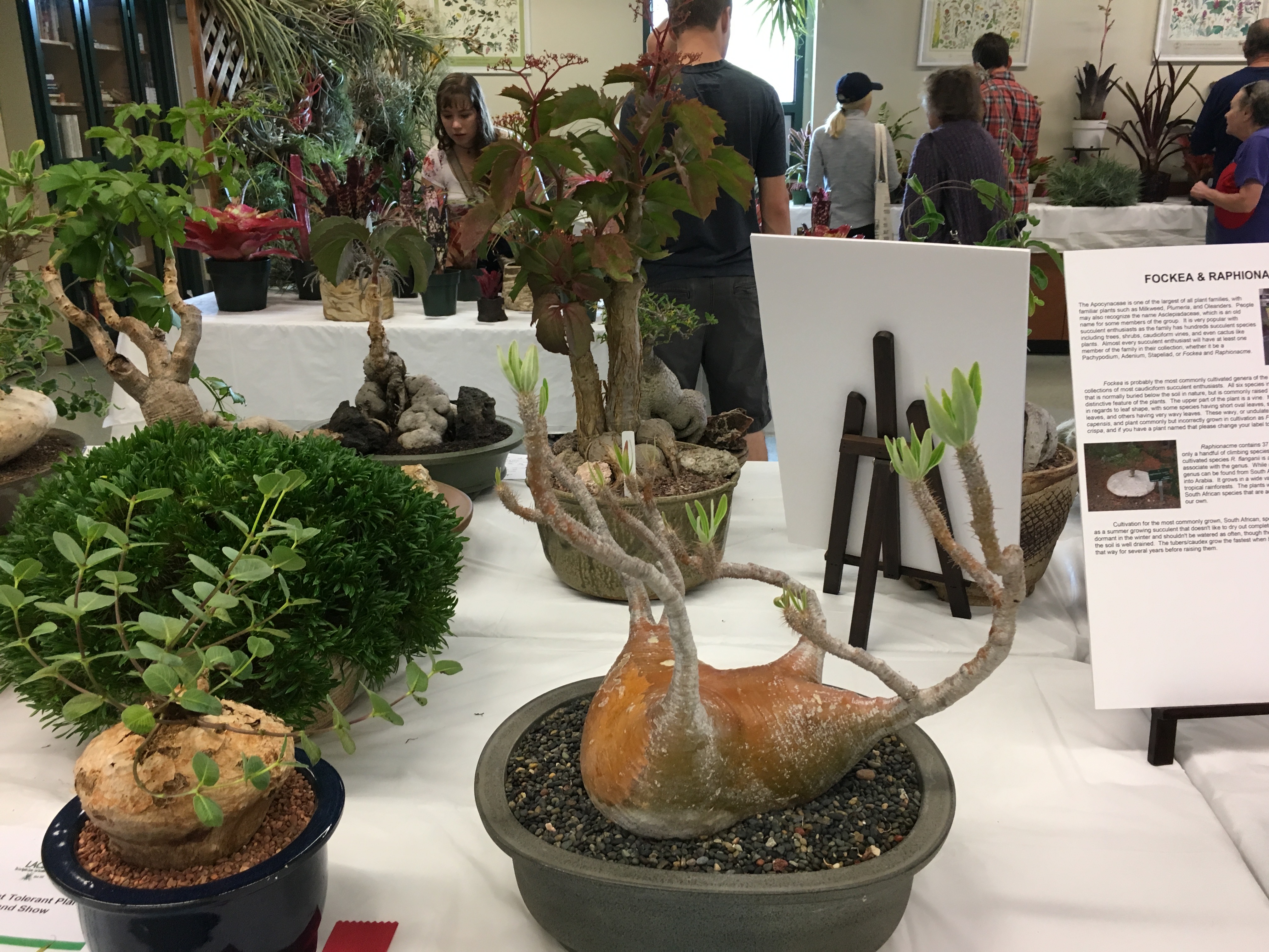 Succulent festival The Three Tomatoes