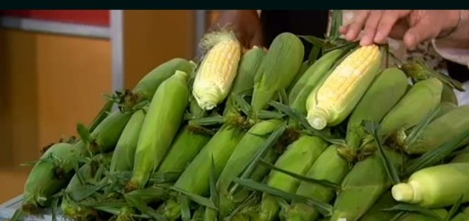 Video: Don't Shuck the Corn - Produce Pete Tells Us Why, corn, produce pete, the three tomatoes