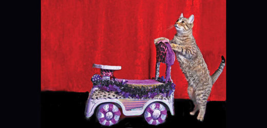 LA LIFE: Late Bloomer, California Art, Acro-Cats