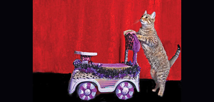 LA LIFE: Late Bloomer, California Art, Acro-Cats