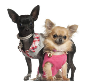 Chihuahuas sitting against white background