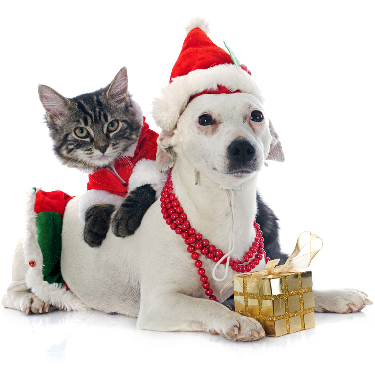 Keep Your Furry Friends Safe During the Holidays