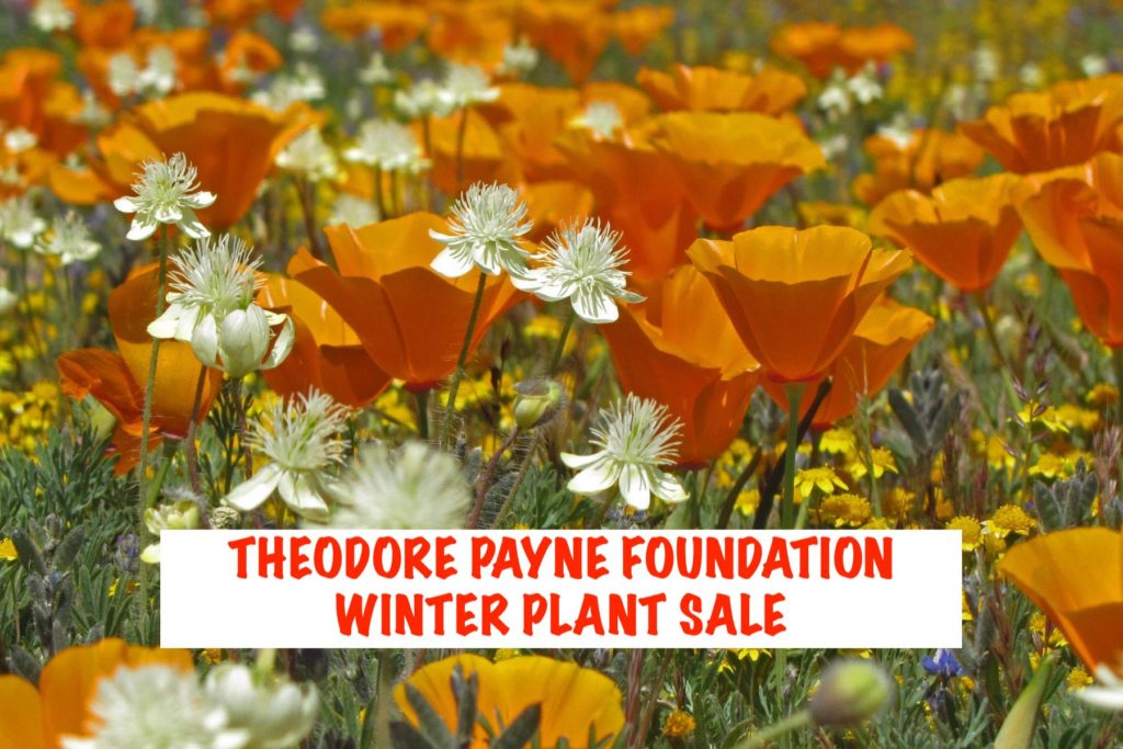 Theordore Payne Foundation Winter Sale. The three Tomatoes