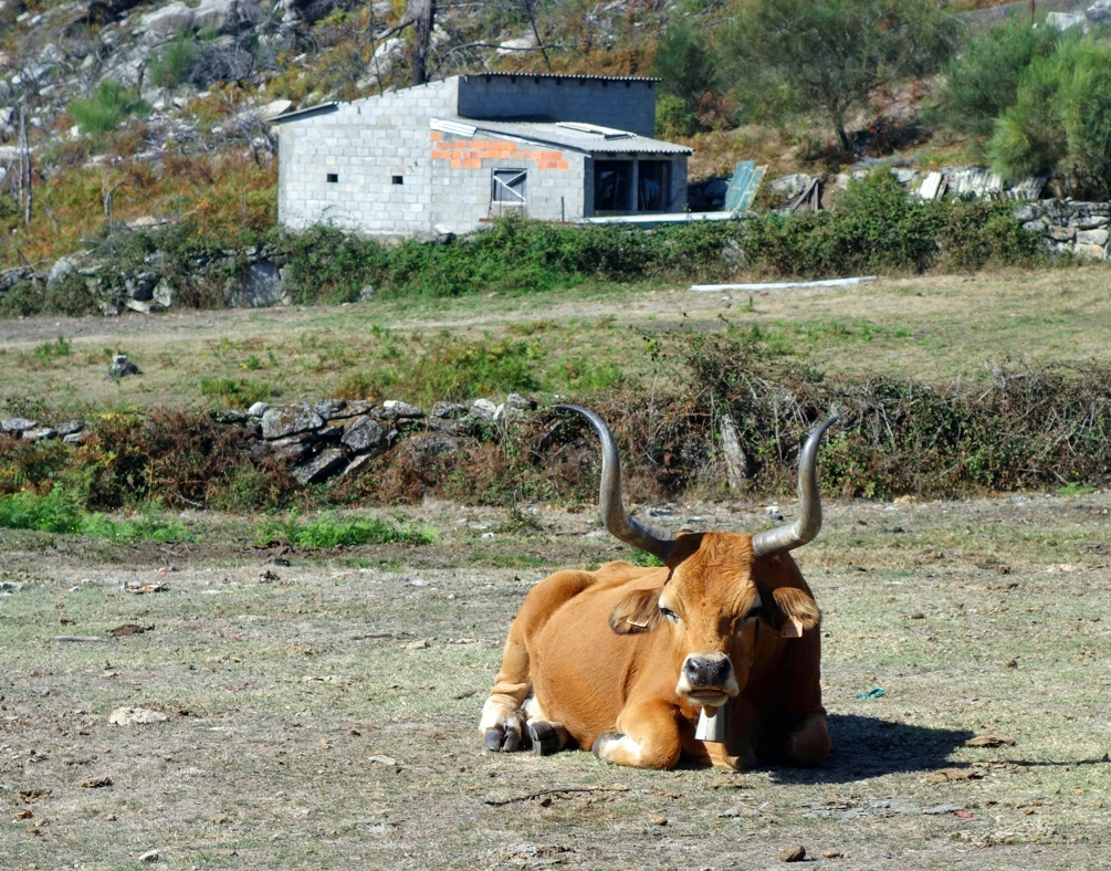 Dodging Cows in the Peneda-Gerês In Portugal's Minho Region﻿