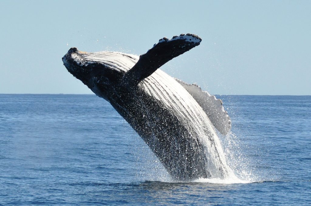Whenever Possible: Go Whale Watching