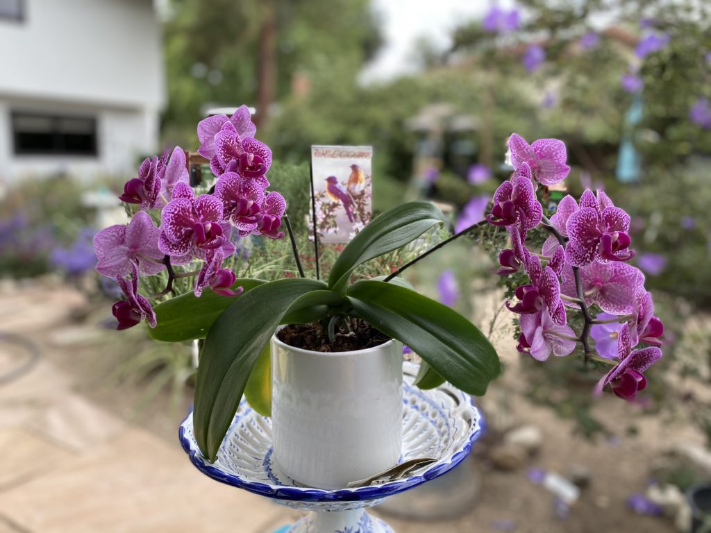 My Miracle Orchid