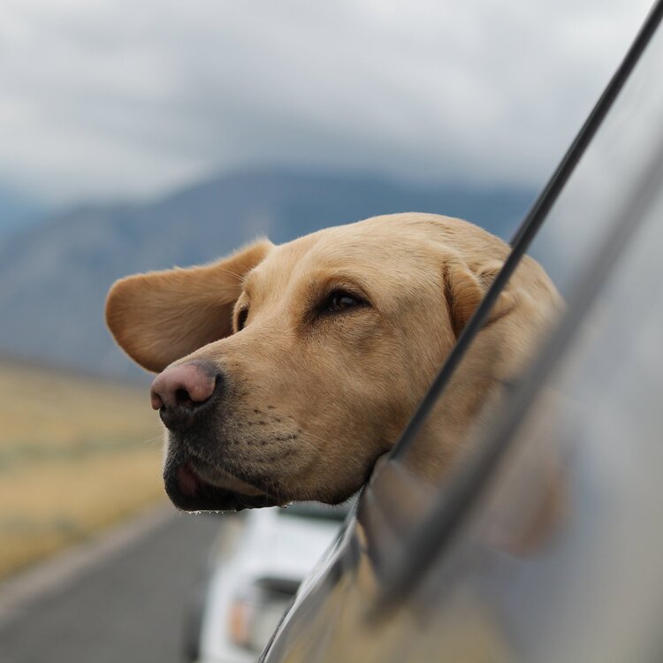 Road Trips with Your Pet